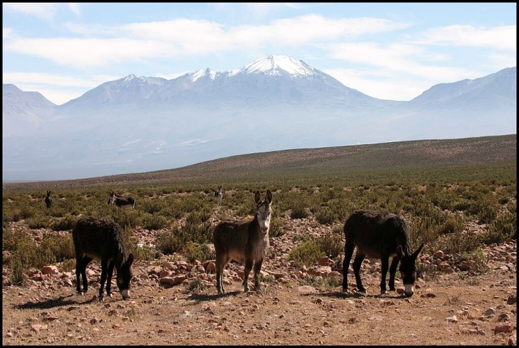 Chile 2005